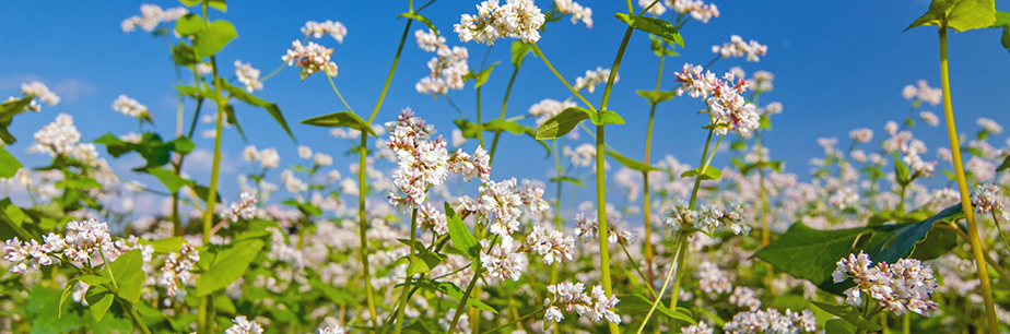 White blossoms of buckwheat plants, growing in a field