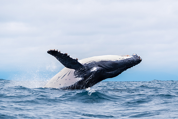 sea-whale