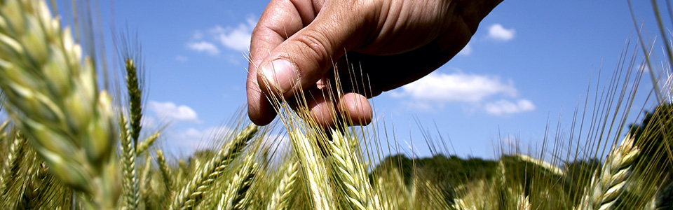 La semence certifiée peut être le meilleur outil de gestion des risques pour votre ferme.alton